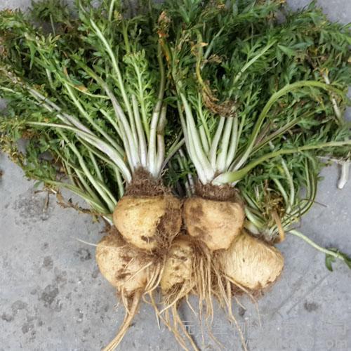 玛咖有没有副作用,玛咖真的有用吗