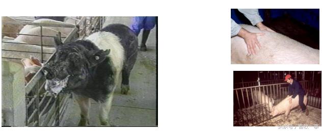 养猪怎样提高人工授精的成功率,养猪新模式猪舍建造