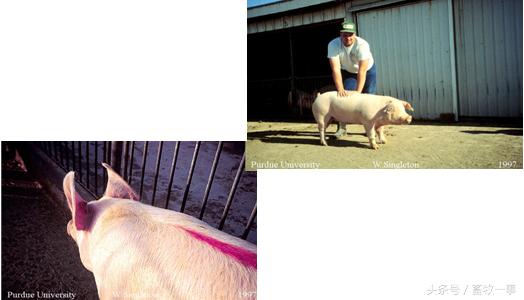 养猪怎样提高人工授精的成功率,养猪新模式猪舍建造