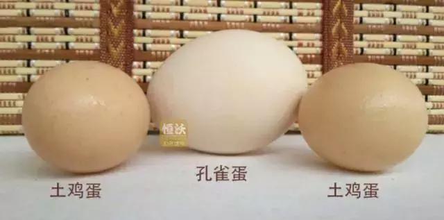 9种奇葩的动物蛋,这些奇葩的鸡蛋你见过吗