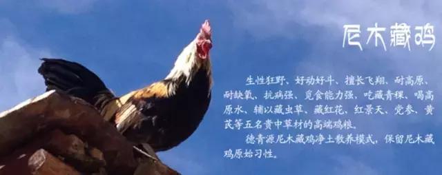 9种奇葩的动物蛋,这些奇葩的鸡蛋你见过吗