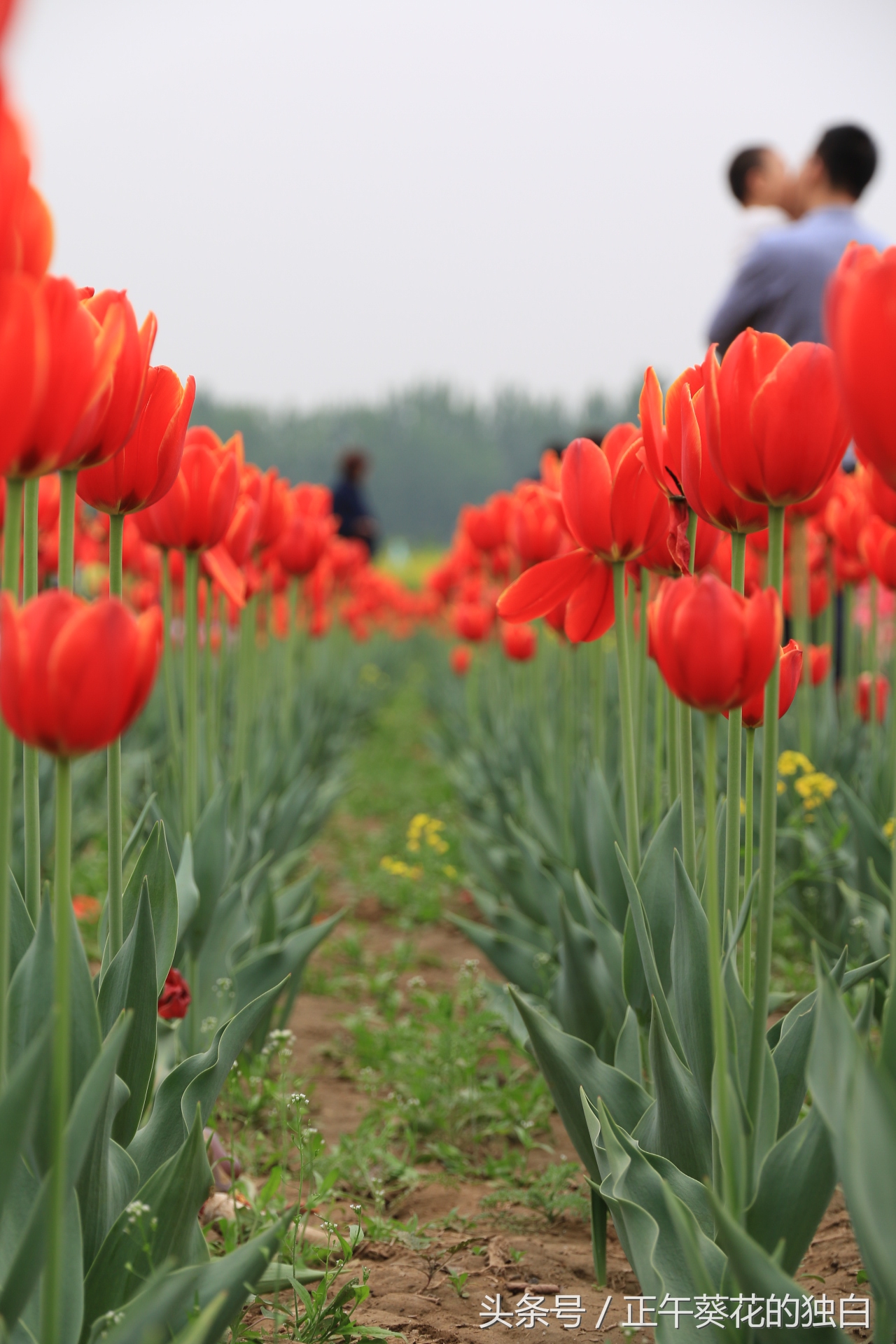 狼牙山田园花海入口,狼牙山万亩花田附近景点