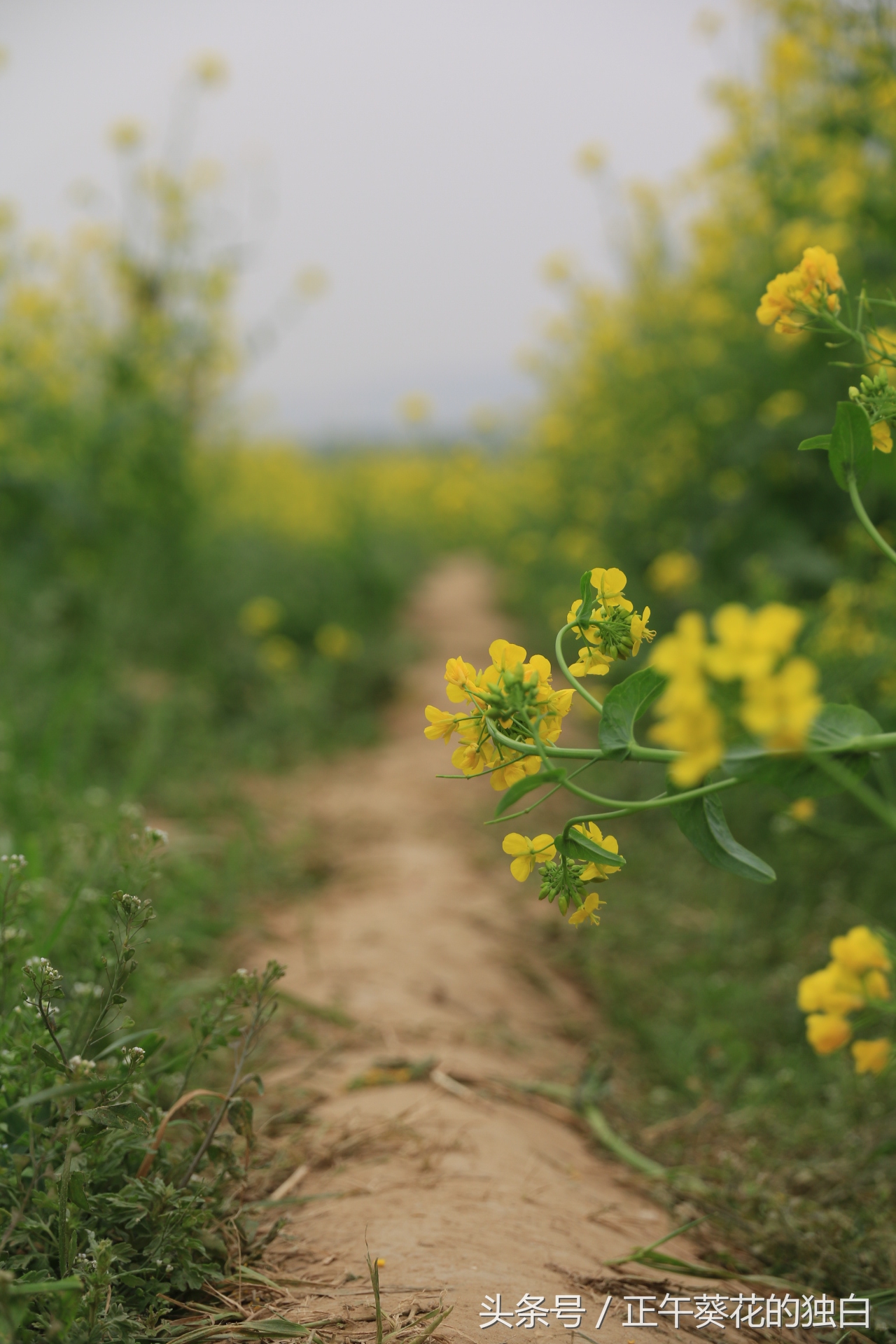 狼牙山田园花海入口,狼牙山万亩花田附近景点