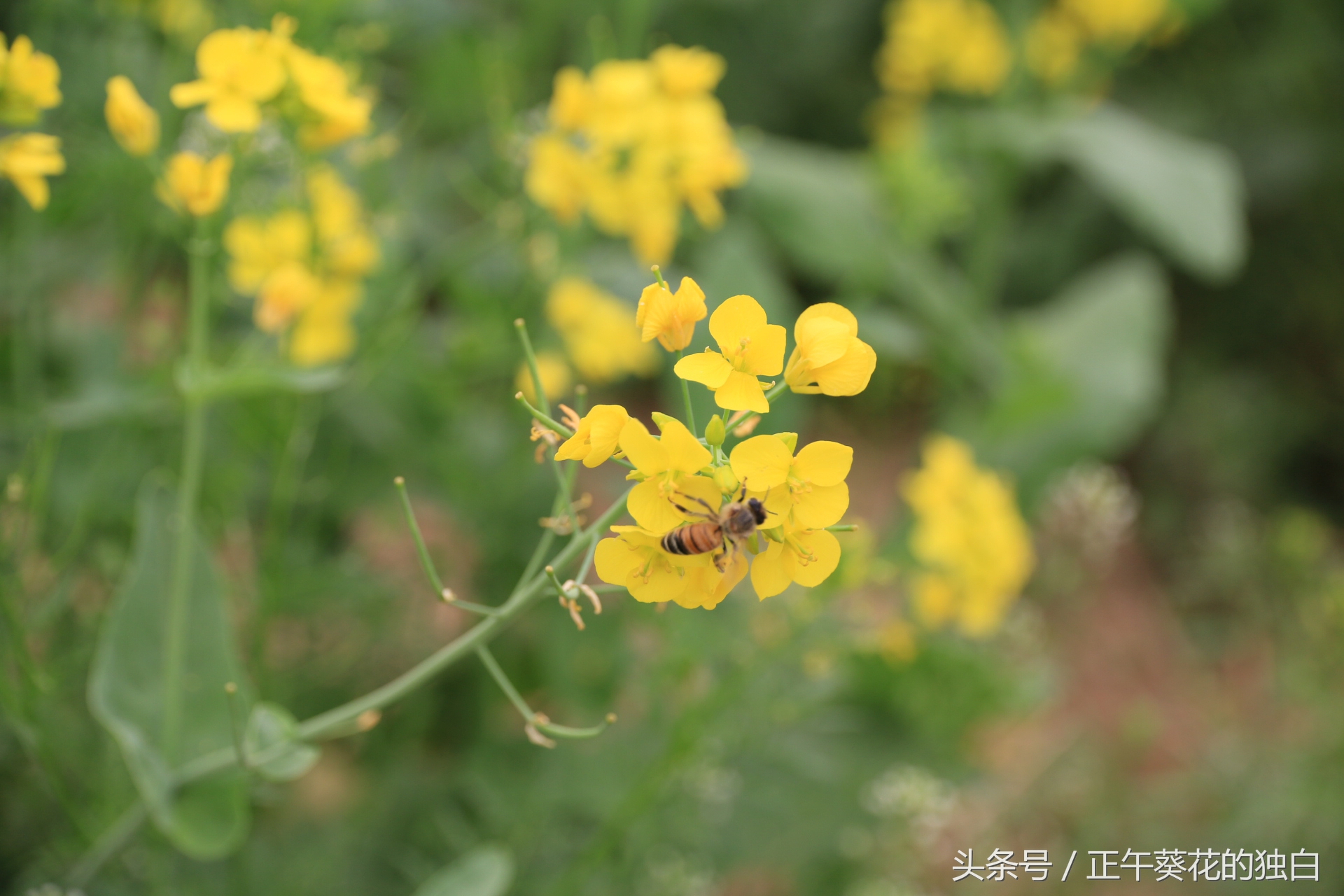 狼牙山田园花海入口,狼牙山万亩花田附近景点