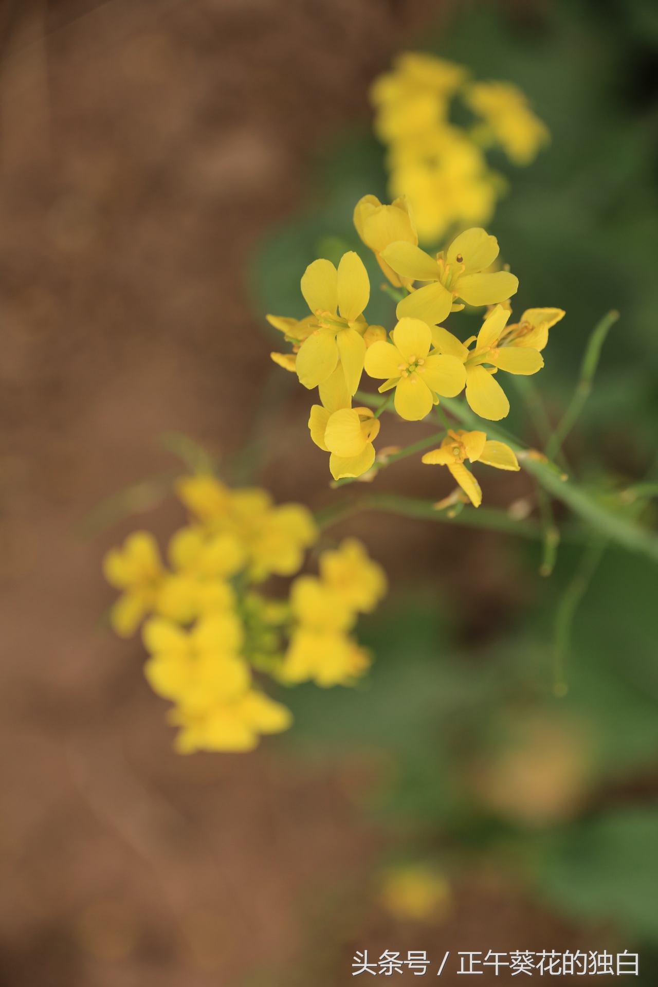 狼牙山田园花海入口,狼牙山万亩花田附近景点
