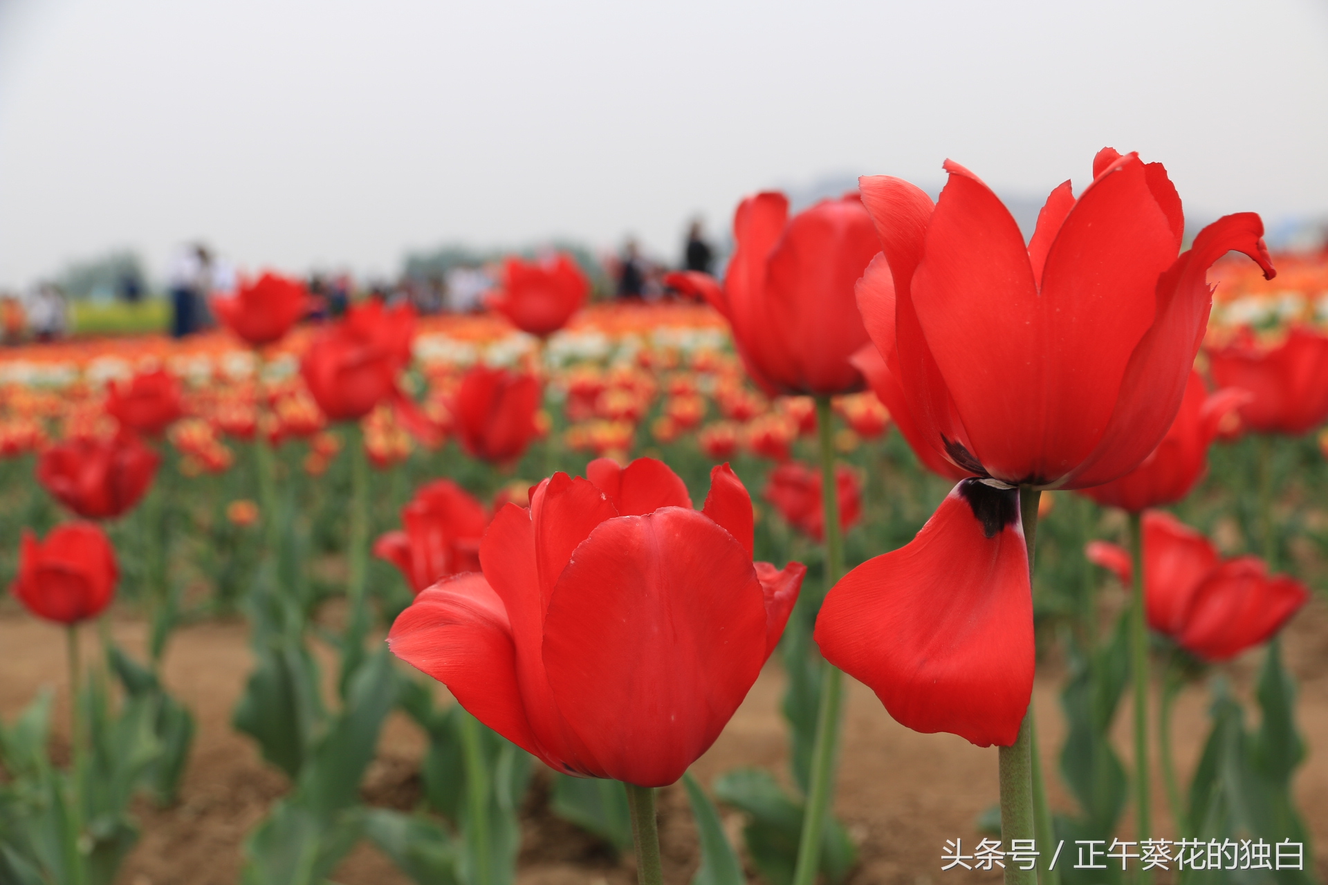 狼牙山田园花海入口,狼牙山万亩花田附近景点