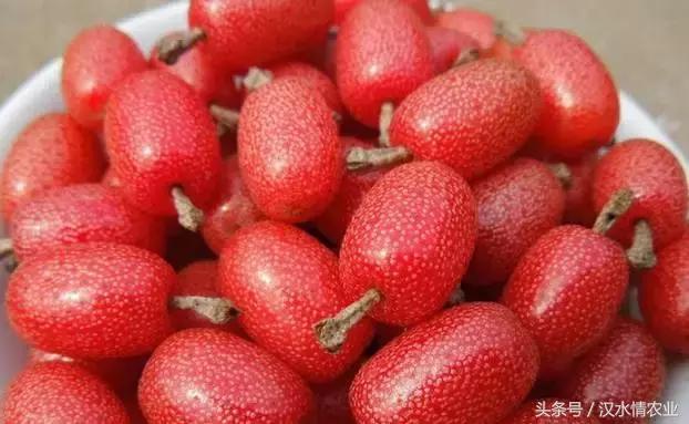 最好吃的羊奶果,安康羊奶果的做法