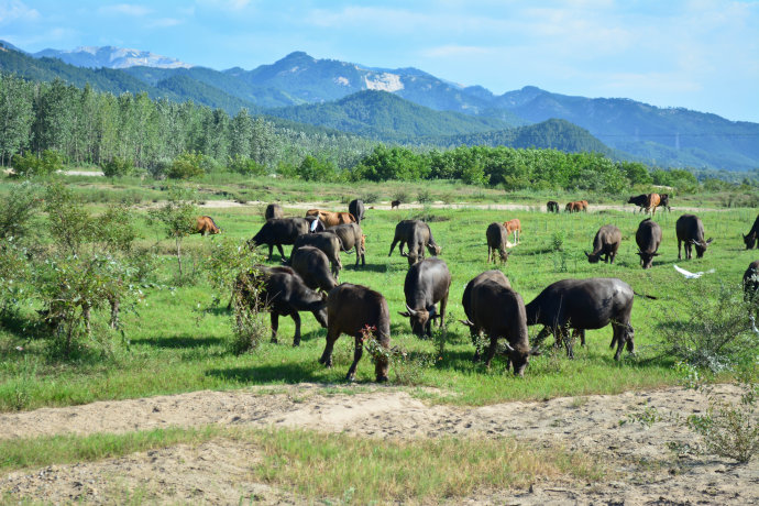 四川人祖籍麻城孝感乡,为什么四川人都来自麻城孝感乡