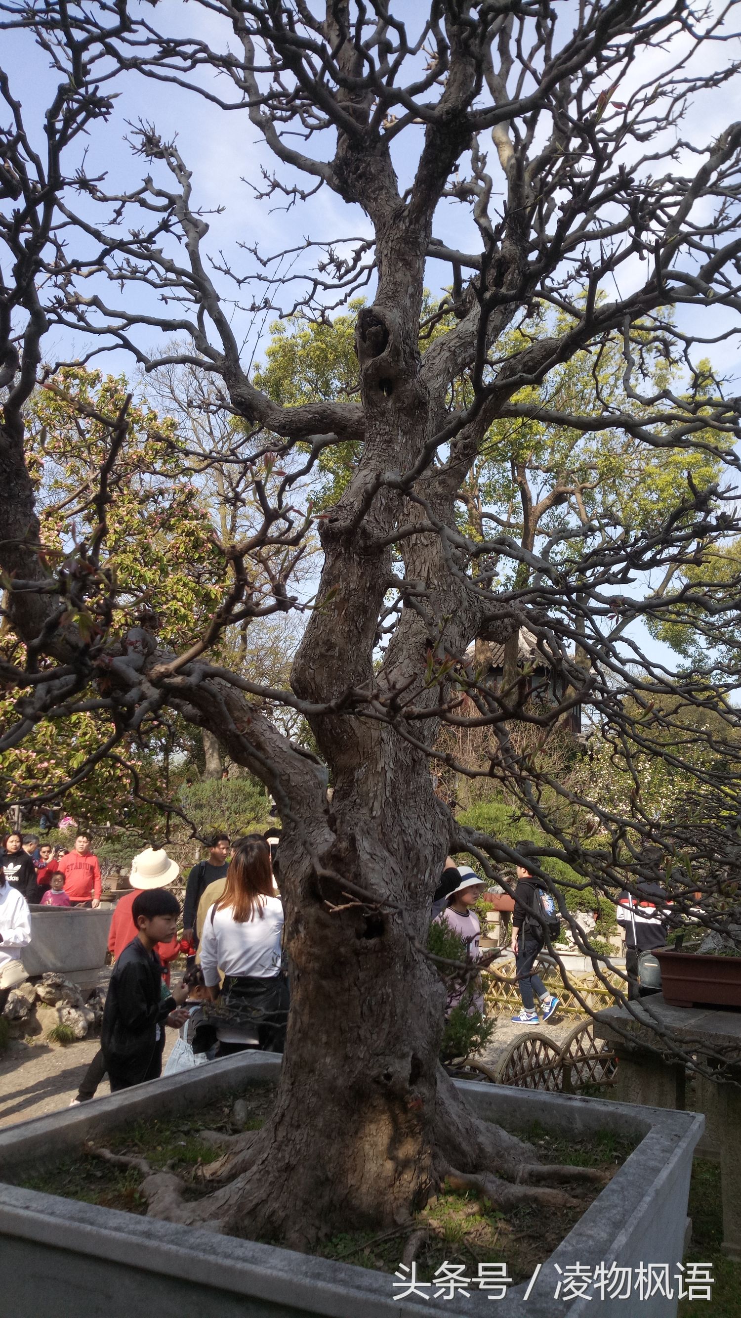 苏州拙政园景点讲解视频大全,苏州拙政园属于哪个区