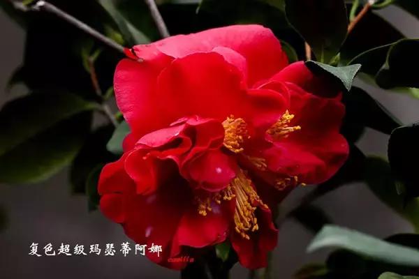 四大名花之山茶,中国百种山茶图片