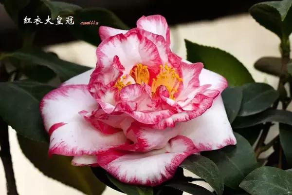 四大名花之山茶,中国百种山茶图片