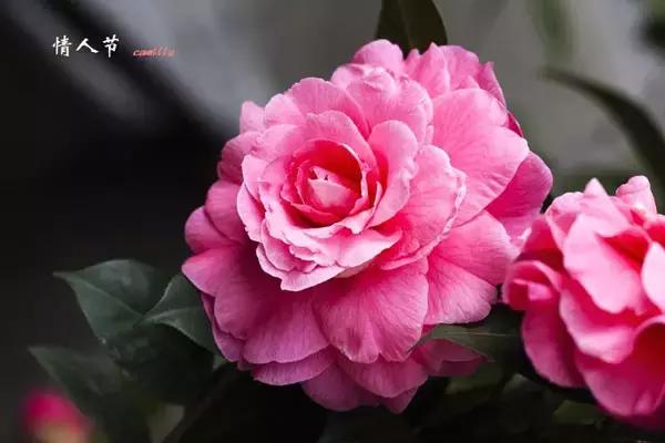 四大名花之山茶,中国百种山茶图片