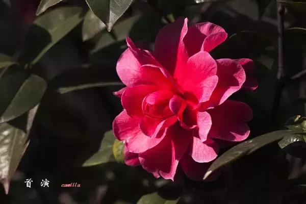 四大名花之山茶,中国百种山茶图片