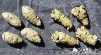 怎么鉴别文山三七,辨别三七真假视频