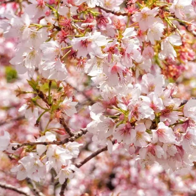 皮皮虾我们出去玩图片,皮皮虾我们一起去旅行