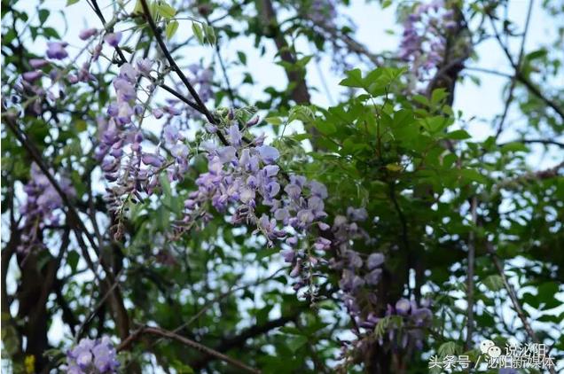 紫色藤花开,任丘紫藤花开