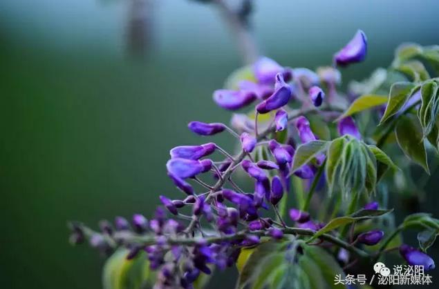 紫色藤花开,任丘紫藤花开