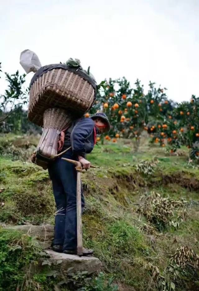 橙中贵族,美味之最:伦晚