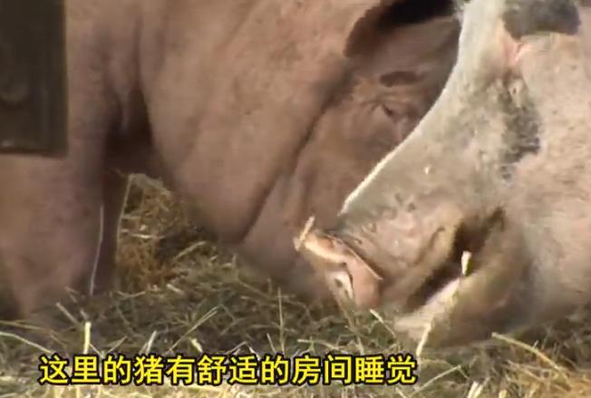 爱猪人士来袭：这个养猪场专门拯救猪，然后给它们养老送终！