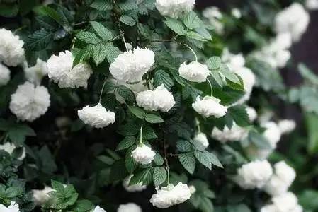 夜读｜谷雨：开到荼蘼花事了丝丝夭棘出莓墙