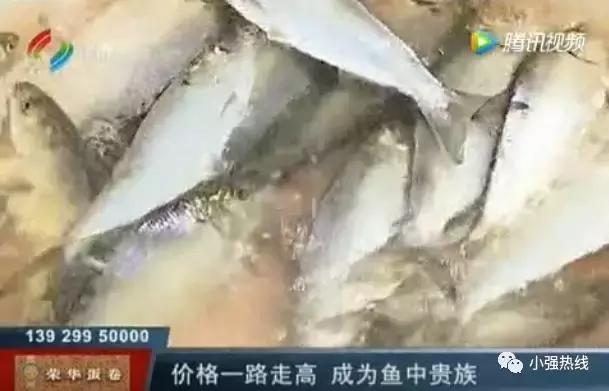 价值千万“贵价鱼”好难养顺德养殖户摸索4年才有收成