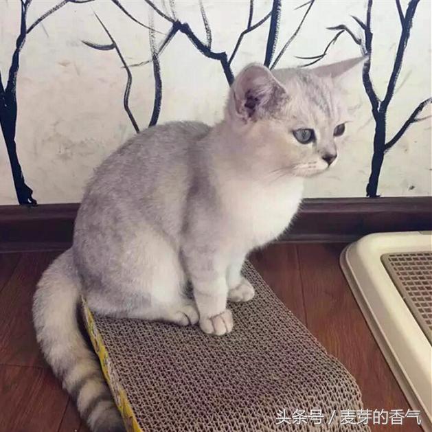 长沙雨花区小众咖啡馆适合拍照,长沙咖啡馆推荐苏家巷