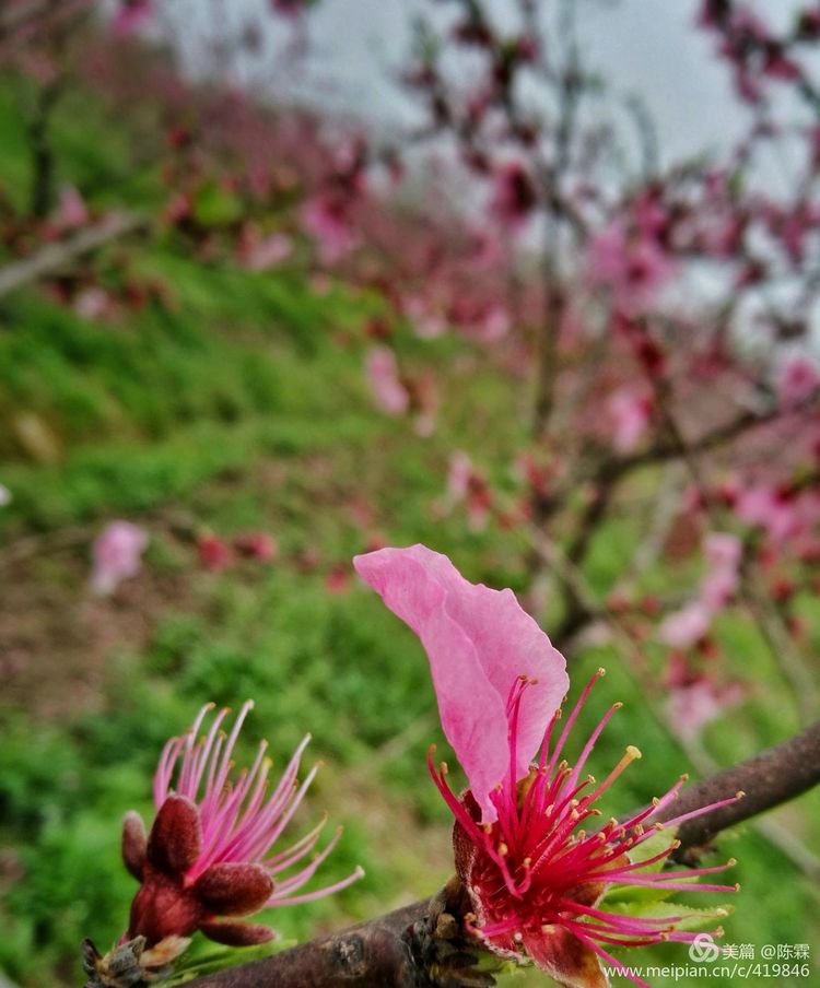 爱到尽头：本想送君一部红楼