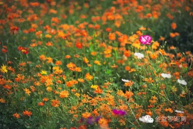 金堂云顶山一日游攻略,金堂旅游攻略一日游价格