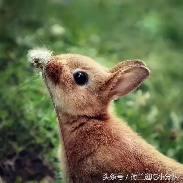 美呆了！最正宗的欧式复活节彩蛋和萌兔就该这样搞！（值得收藏）