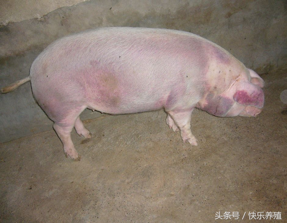 如何解决猪不爱吃食,育肥猪消化不良最快解决方法