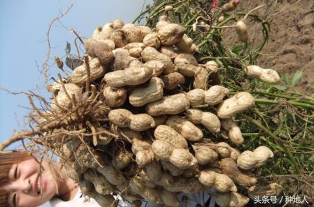 已经开始种花生了怎么种,马上要种花生了