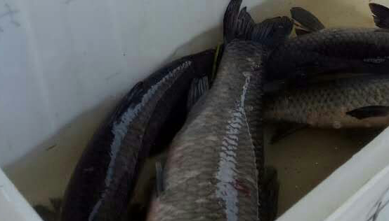 淡水钓鱼大青鱼怎么钓的,四海野钓大青鱼视频