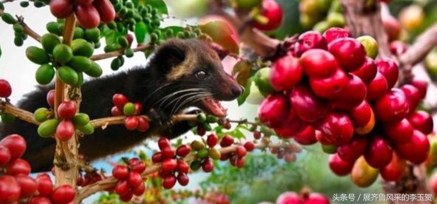 世界顶级咖啡猫屎咖啡,世界上最昂贵的咖啡猫屎咖啡