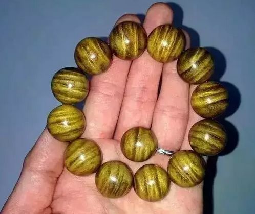 楠木家具金丝楠,金丝楠的楠木苗