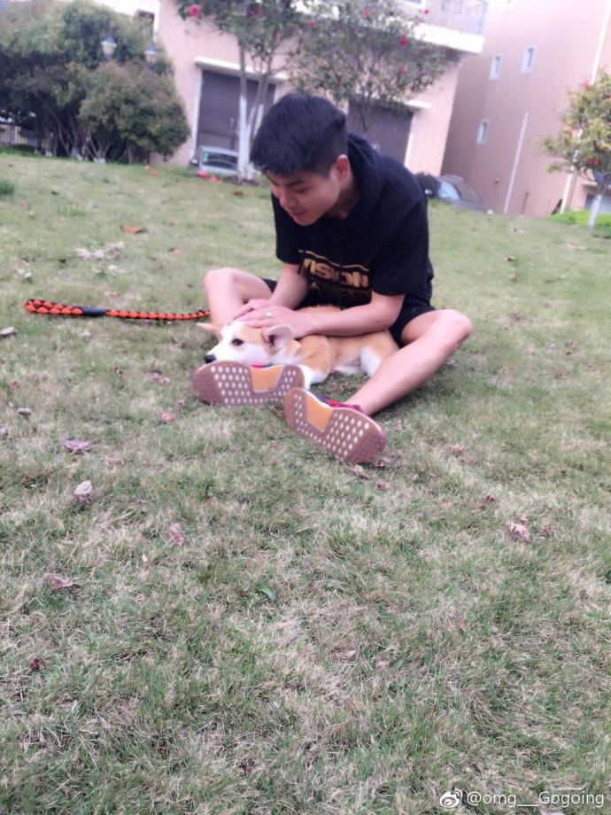 狗头鳄鱼兄弟,狗头和鳄鱼三兄弟