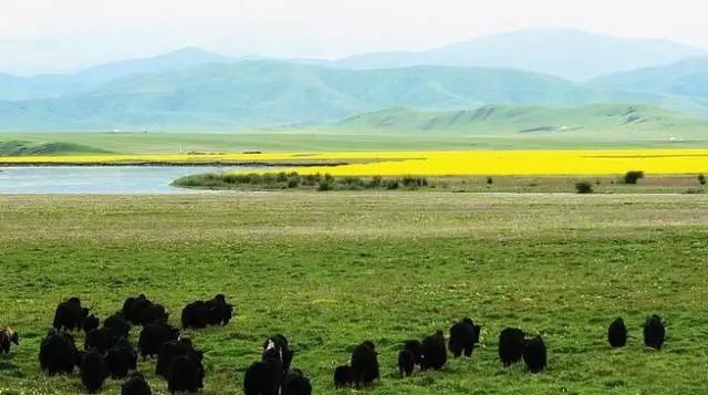 四川不可不去的十个景区,四川湿地风景区