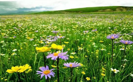 四川不可不去的十个景区,四川湿地风景区