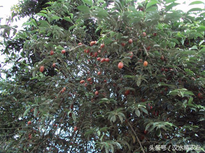 安徽羊奶果种植基地,优质羊奶果种植基地