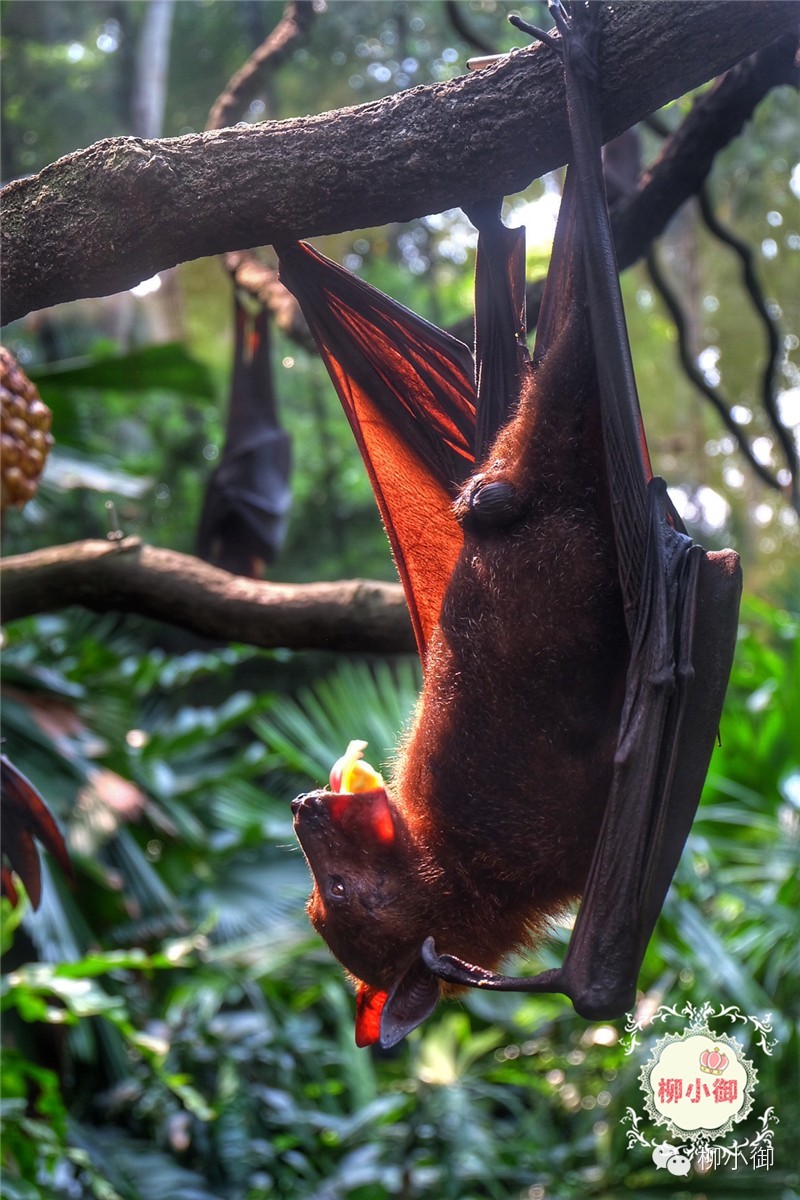 春节旅游去新加坡,新加坡旅游团春节