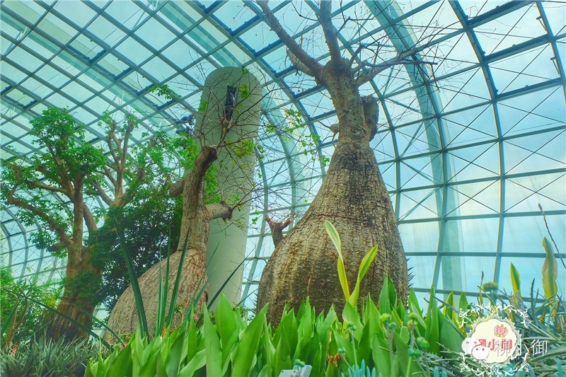 春节旅游去新加坡,新加坡旅游团春节