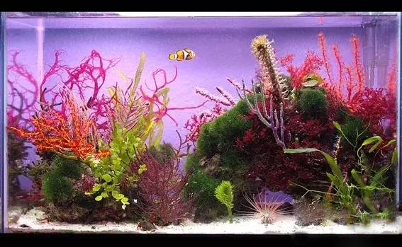 海缸海藻需要固定吗,海藻海缸造景