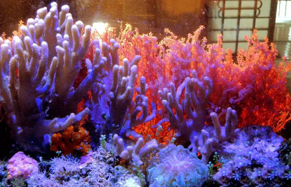 海缸海藻需要固定吗,海藻海缸造景