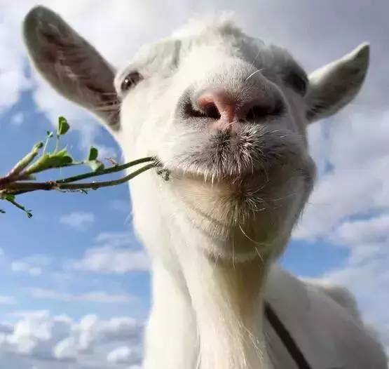 2019年十二生肖运势排行榜,属相2016年运势