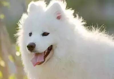 2019年十二生肖运势排行榜,属相2016年运势