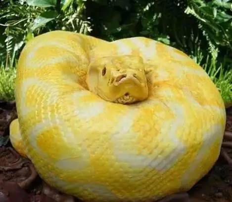 2019年十二生肖运势排行榜,属相2016年运势