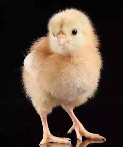 2019年十二生肖运势排行榜,属相2016年运势