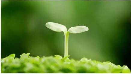 清明节祭祀踏青活动方案,清明节不仅是祭祀更是感恩