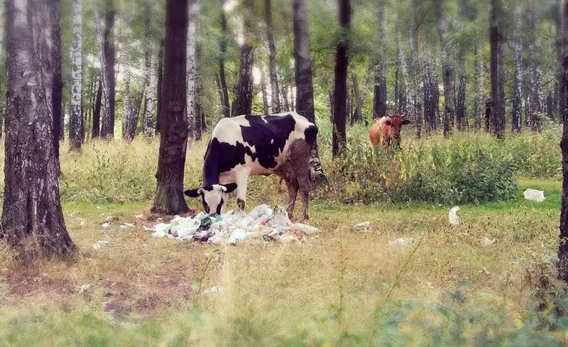 这个从垃圾山中成长起来的印度小伙，为了拯救环境，发明了一款可以吃的塑料袋