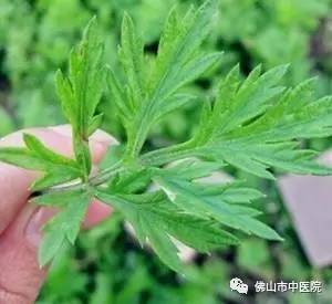 艾叶糍粑用哪种艾叶好,艾草糍粑用哪种艾叶