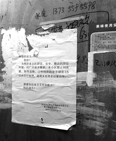 禁止小区养狗养鸡的通知,杭州禁止养的宠物猫